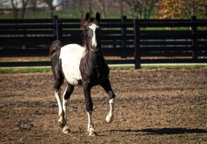 SOLD ~ Dream Gait's Orion ~ SOLD